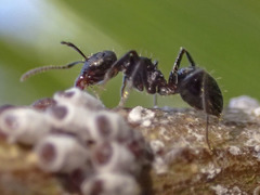 Notoncus ectatommoides
