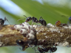 Notoncus ectatommoides