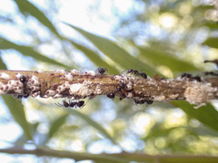 Notoncus ectatommoides