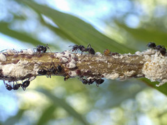 Notoncus ectatommoides