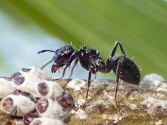 Notoncus ectatommoides