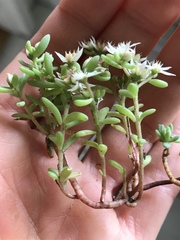 Sedum hispanicum