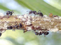 Notoncus ectatommoides