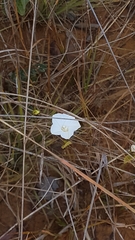 Distimake maragniensis