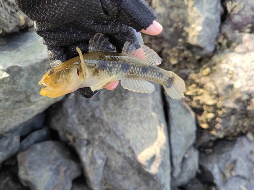 Olive flathead-goby (Glossogobius olivaceus) — Gobiidae — 3