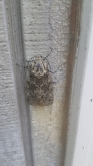 Prionoxystus robiniae