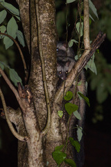 Paradoxurus musangus