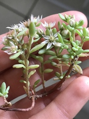 Sedum hispanicum