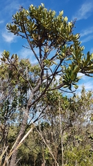 Vochysia thyrsoidea