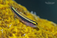 Yellowline Goby photo 5