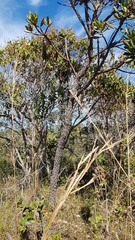 Vochysia thyrsoidea