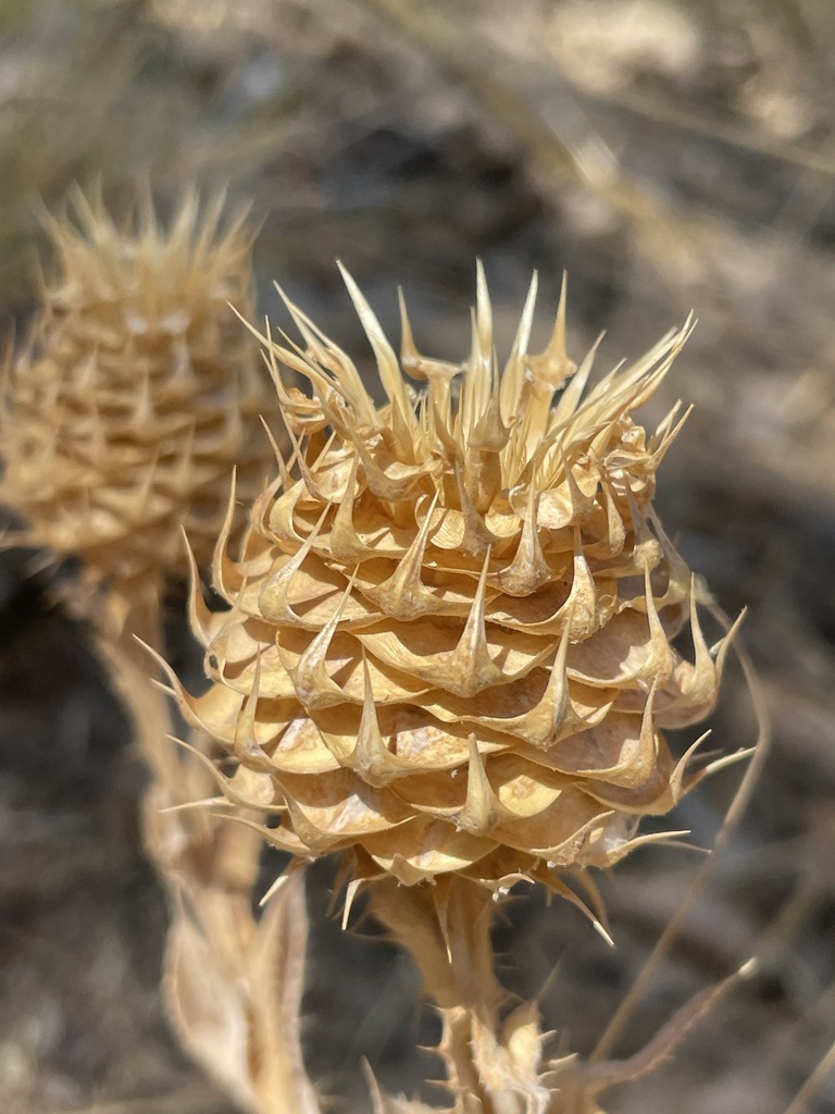 Cousinia inflata