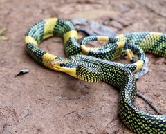 Rainbow Tree Snake photo 1