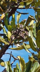 Vochysia thyrsoidea