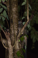 Paradoxurus musangus
