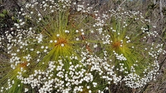 Paepalanthus