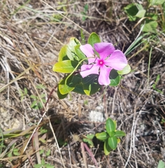 Catharanthus roseus image