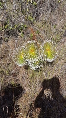 Paepalanthus