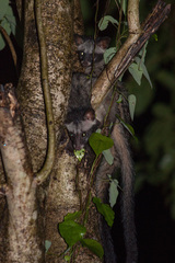 Paradoxurus musangus