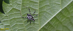 Sphedanolestes impressicollis
