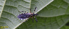 Sphedanolestes impressicollis