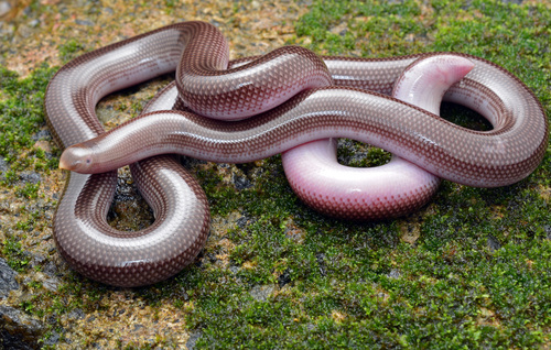 Photo of a Beaked Worm Snake (Grypotyphlops acutus)