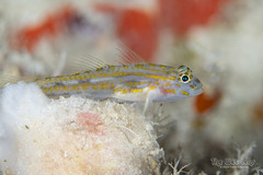 Pallid Goby photo 4