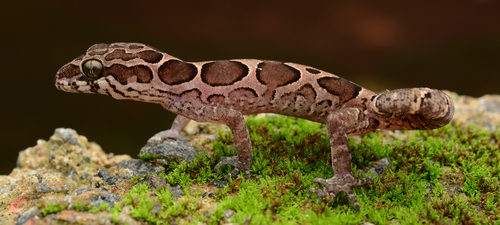 Chengodumala Geckoella, Cyrtodactylus chengodumalaensis