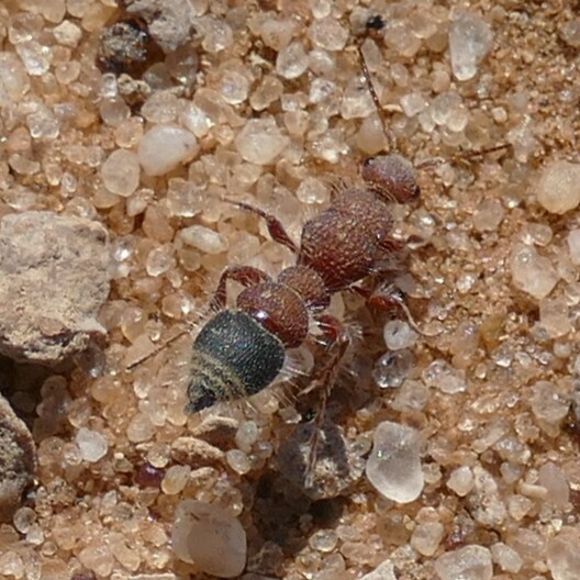 Micatagla caplandica