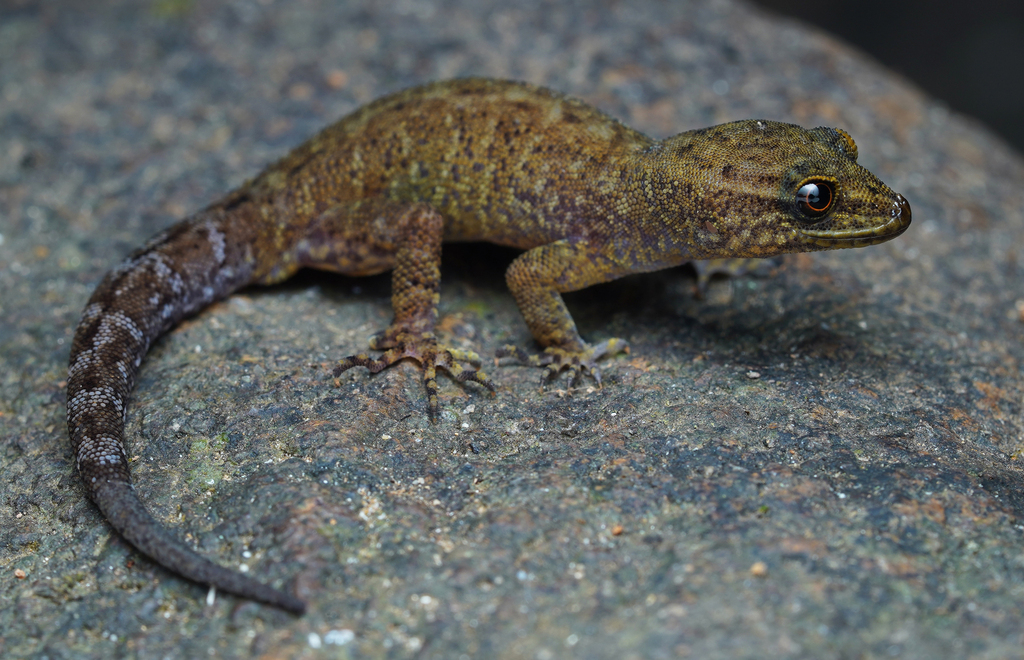 Wynad Day Gecko