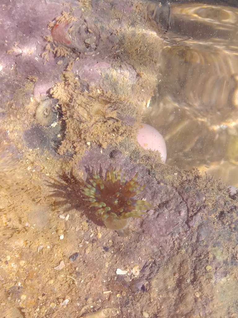 Bellactis ilkalyseae