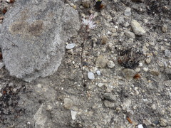 Eriospermum dielsianum