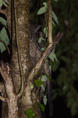 Paradoxurus musangus