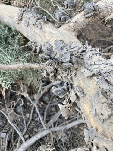 Image of Hesperocyparis forbesii by (c) Amanda Fisher, some rights reserved (CC BY)