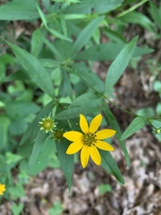Coreopsis major