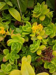 Sedum kimnachii