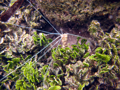 Image of Loimia medusa