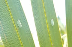 Ormenaria rufifascia