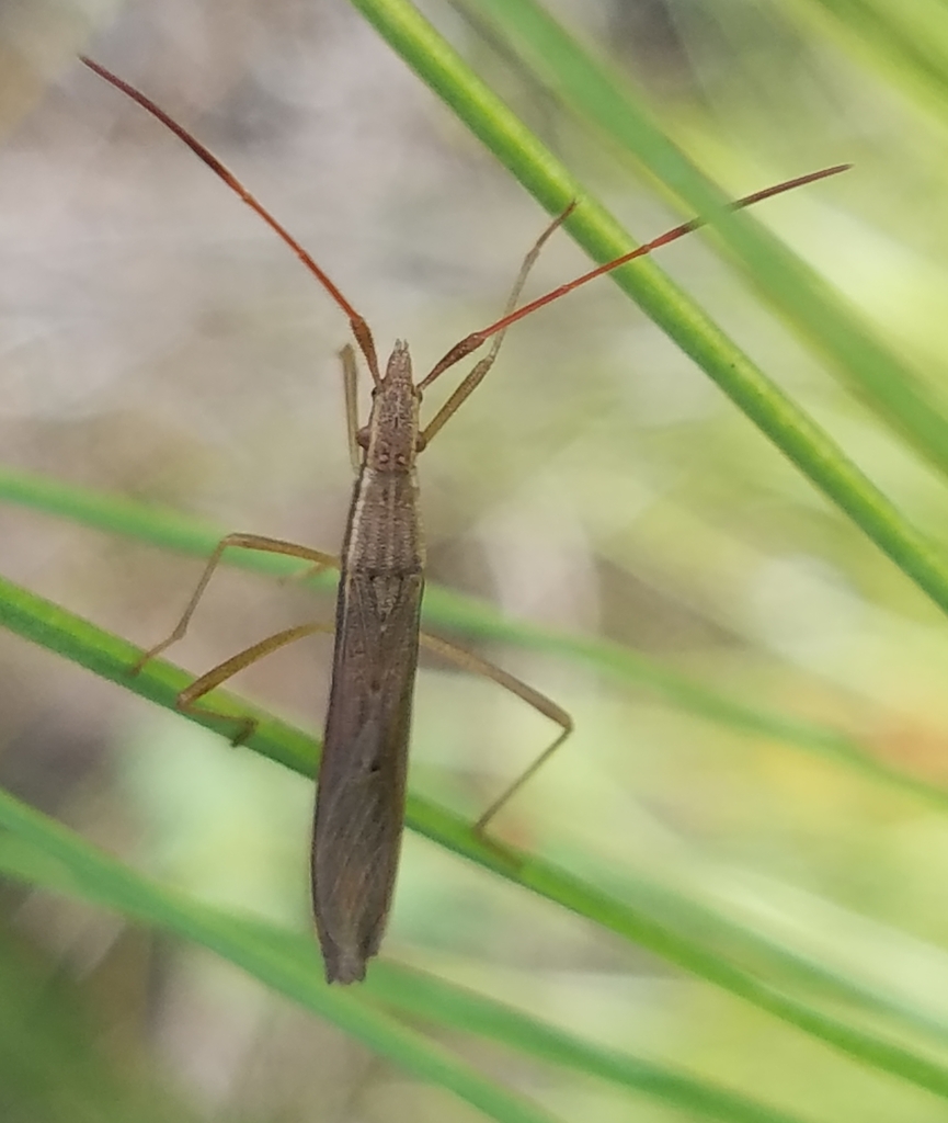 Protenor australis