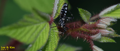 Sphedanolestes impressicollis