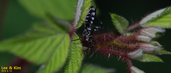 Sphedanolestes impressicollis