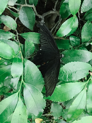 Papilio demetrius