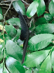Papilio demetrius