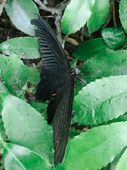 Papilio demetrius