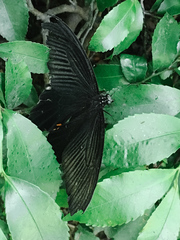 Papilio demetrius