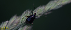 Deraeocoris ater