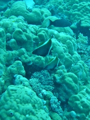 Heniochus varius