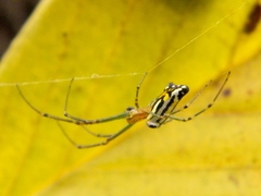 Leucauge decorata
