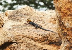 Agama lionotus