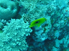 Chaetodon bennetti